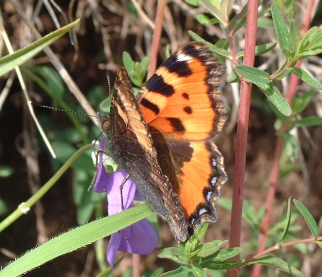 Aglais urticae